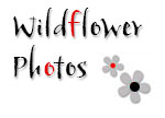 Wildflower Photos