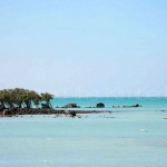 Town Beach mangroves