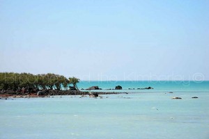 Town Beach mangroves