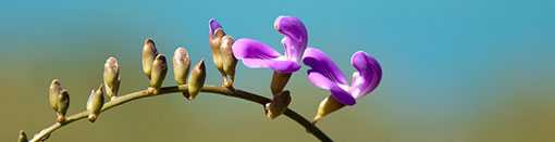 Wildflowers of the Kimberley