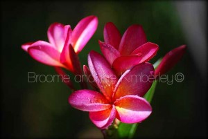 Crimson Frangipani