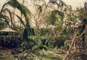 Cyclone-Rosita-Our-Garden